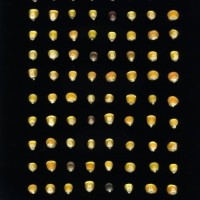 CIMMYTMA 27444 CHIS 858 BA22U-2903-94 K.jpg