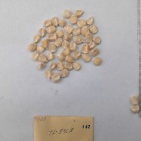 CIMMYTMA 142 - Reference Inventory.jpg