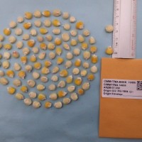 CIMMYTMA 14604 - Reference Inventory.jpg