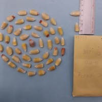 CIMMYTMA 7575 - Reference inventory.jpg