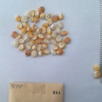 CIMMYTMA 964 - Reference Inventory.jpg