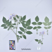 CIP 761064_OCHS 15528_ber_H_2024.jpg