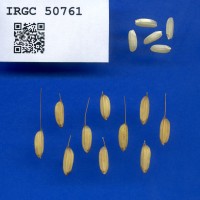 IRGC 50761 Seed Photo