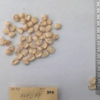 CIMMYTMA 389 - Reference Inventory.jpg