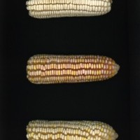 CIMMYTMA 18916 TABA 11 AF23A-0903-40 E1.jpg