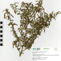 21379 herbarium