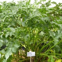 CIP 204004 (plant).JPG