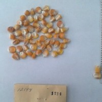 CIMMYTMA 1214 - Reference Inventory.jpg