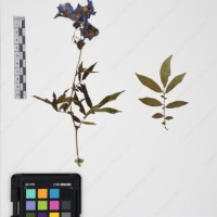 CIP 765691_RPSP 002_08.jpg