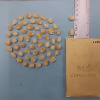 CIMMYTMA 7790 - Reference inventory.jpg