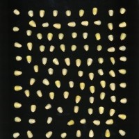 CIMMYTMA 9025 PERU 1124 AF17A-0903-51 K.jpg