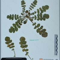 CIP 761057 herbarium