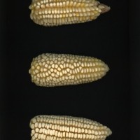 CIMMYTMA 19358 MEXI 300 BA22U-2903-7 E1.jpg