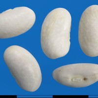 G52408 seed.jpg