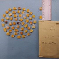 CIMMYTMA 7826 - Reference inventory.jpg