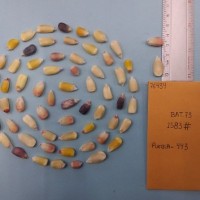 CIMMYTMA 7643 - Reference inventory.jpg