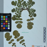 CIP 761464 herbarium