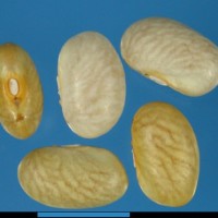 G3317 seed.jpg