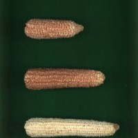 CIMMYTMA 7359 BRAZ 1288 AF17A-0903-127 C.jpg