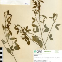 9594 herbarium