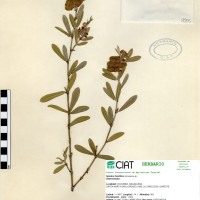 9956 herbarium
