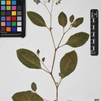 CIP 761356_OCH 11938_03.jpg