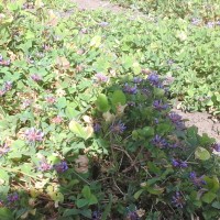 Trifolium decorum_2195 (7).jpg