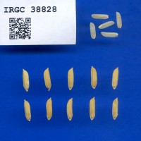 IRGC 38828 Seed Photo