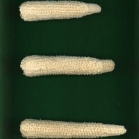 CIMMYTMA 9025 PERU 1124 AF17A-0903-51 C.jpg