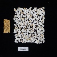 Popped and not popped comparison labeled.jpg