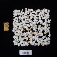 Popped and not popped comparison labeled.jpg