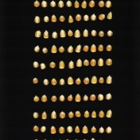 CIMMYTMA 2412 CUBA 150 AF21A 0903 52 K1360 _compress.jpg