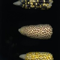 CIMMYTMA 5888 OAXA 280 BA22U-2903-88 E1.jpg