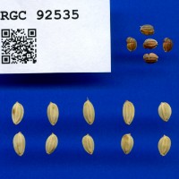 IRGC 92535 Seed Photo