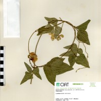24211 herbarium