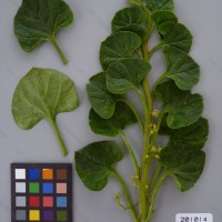 CIP 201014 Herbarium