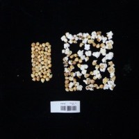 Popped and not popped comparison labeled.jpg