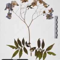 CIP 765691_RPSP 002_03.jpg