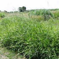 Urochloa brizantha 13386 (full plant2).JPG