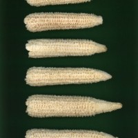 CIMMYTMA 1310 HAITA 29 AF21A 0903 88 C1230 _compress.jpg