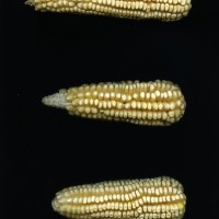 CIMMYTMA 7739 PUEB 530 BA24U-2903-174 E.jpg