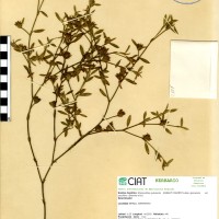 1283 herbarium