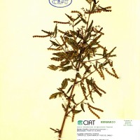 8625 herbarium