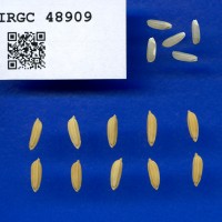 IRGC 48909 Seed Photo