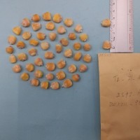 CIMMYTMA 8054 - Reference inventory.jpg