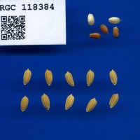 IRGC 118384 Seed Photo