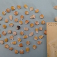 CIMMYTMA 5607 - Reference Inventory.jpg
