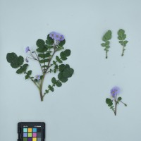 CIP760010_OCH S21_H.JPG