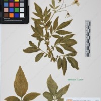 CIP 761070_OCHS 11297_09.jpg