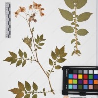 CIP 761397_OCH 12018_03.jpg